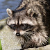 _mg_6480