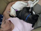 Veth wanted to keep Boo and Teddy, this bonded pair of pooches, together as they wished to stay! Boo and Teddy had survived tough times together on urban LA streets and were rescued by A Dog's Life Rescue.