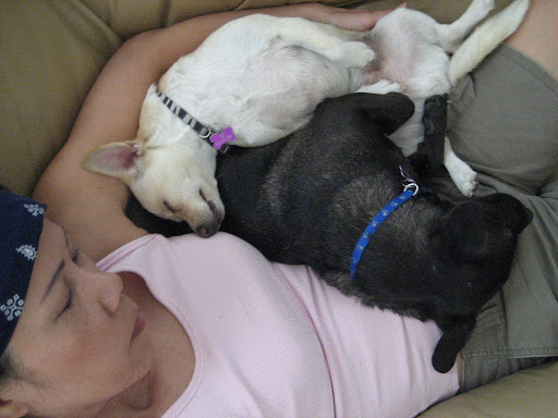 Veth wanted to keep Boo and Teddy, this bonded pair of pooches, together as they wished to stay! Boo and Teddy had survived tough times together on urban LA streets and were rescued by A Dog's Life Rescue.