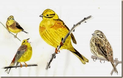 yellowhammer520 yellowhammer520