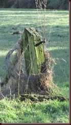 IMG_2453 IMG_2453
