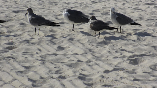 A local seagull family seemed to know of Ms. Beatrice and was eager to share the latest gossip on her personal life!