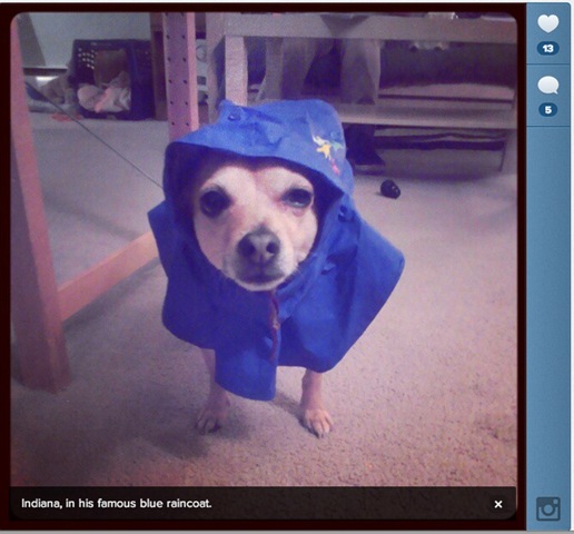 [hurricane-sandy-dogs-31%255B2%255D.jpg]