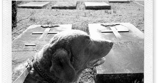 Black Hawk Dog Food Suppliers Ballarat Black Hawk Dog Food Suppliers Ballarat