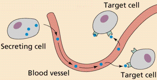 Hormone activity 