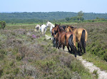 Reise vom 08.07. - 21.07.2006 (Sommersprachreise)
