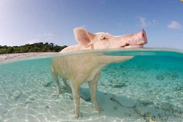 6 -  pequeñas curiosidades  - Página 2 Pigs-of-bahamas-8%25255B9%25255D