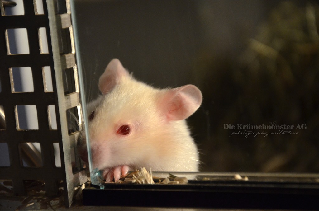 [eMMa%2520Albino%2520Goldhamster%25208w%2520%252810%2529%255B3%255D.jpg]