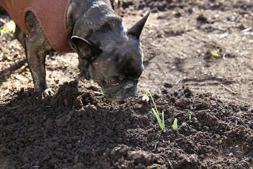 You mean like this one?  Why, this is just a common snowdrop flower.  There's nothing to be concerned about here!