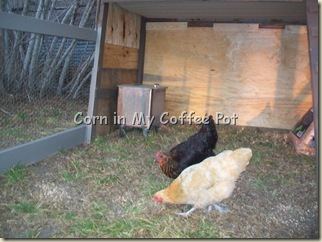 chickens- ALL 002 chickens- ALL 002