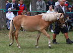 Skogsduvan f 2009 e Timon u Duva e Junisorken
