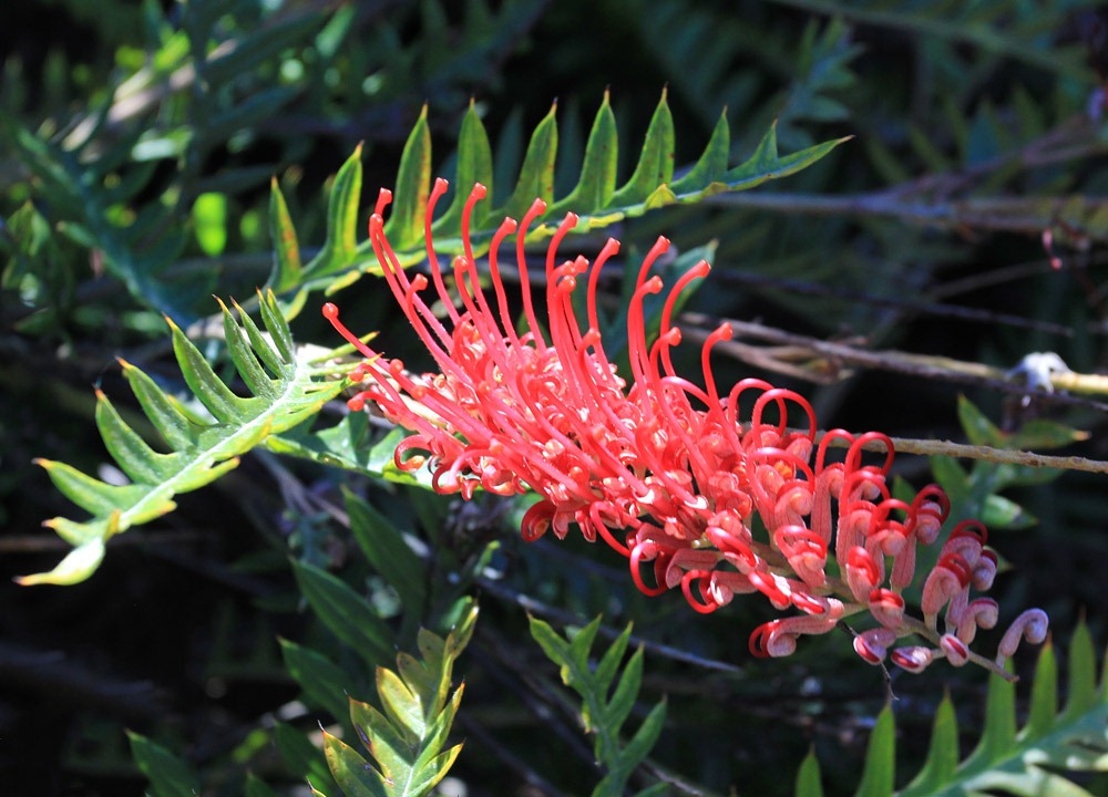 [121027_UCSCArboretum_Grevillea-Boongala-Spinebill_08%255B9%255D.jpg]