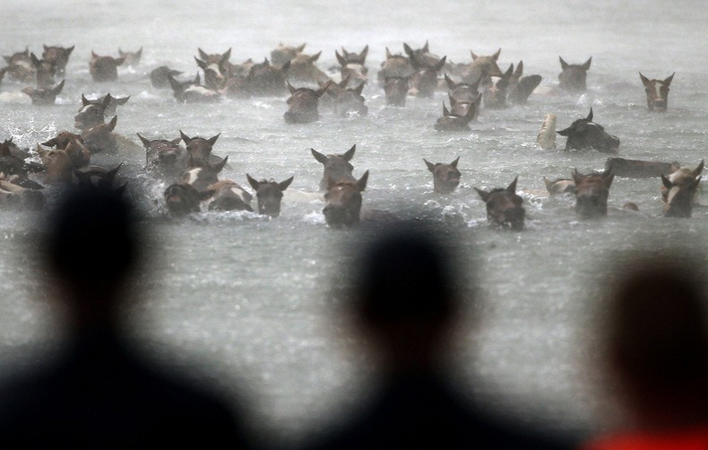 chincoteague-pony-swim-3