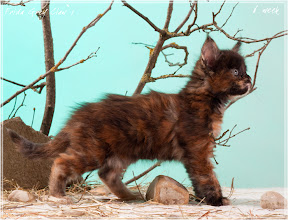 Фото котенка мейн-кун Frida возраст 6 недель | Питомник Grey Claw`s