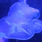 IMG_1445.JPG