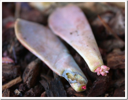 120202_graptopetalum-amesthystinum 120202_graptopetalum-amesthystinum