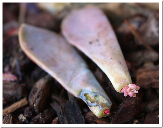 120202_graptopetalum-amesthystinum