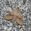 Scrofa Hawkmoth
