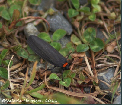 red-necked-footman red-necked-footman