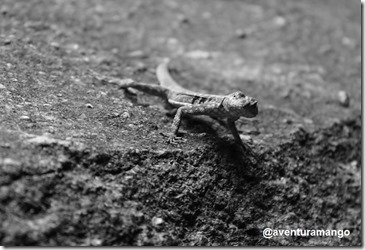 Lagarto Lagarto
