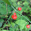 dsc01305.jpg