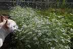 This fluffy plant is coriander.  The delicate white flowers will become a fruit, which is dried and used as the spice we know as coriander.  The plants leaves are also used in cooking, but they have a different name - cilantro or Chinese parsley!