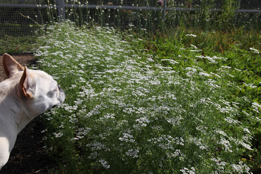 This fluffy plant is coriander.  The delicate white flowers will become a fruit, which is dried and used as the spice we know as coriander.  The plants leaves are also used in cooking, but they have a different name - cilantro or Chinese parsley!