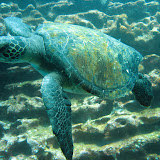 GalapagosDive2Tortuga GalapagosDive2Tortuga