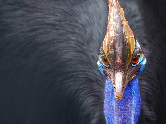 [Amazing%2520Animal%2520Pictures%2520The%2520cassowary%2520%25284%2529%255B3%255D.jpg]