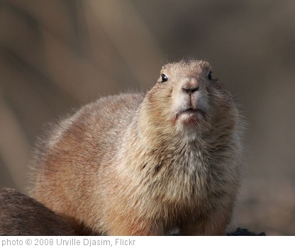 'Groundhog' photo (c) 2008, Urville Djasim - license: http://creativecommons.org/licenses/by-nd/2.0/