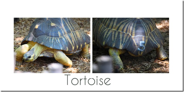 tortoise