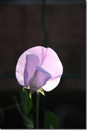lathyrus.