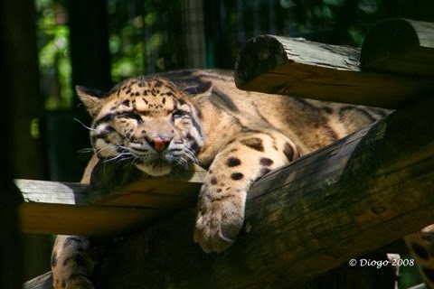 [Amazing%2520Animal%2520Pictures%2520Clouded%2520Leopard%2520%25288%2529%255B3%255D.jpg]