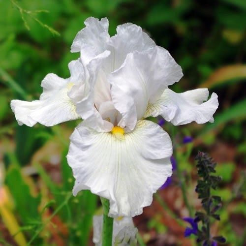 [White-Iris-germanica2.jpg]