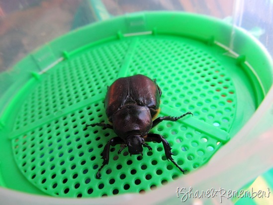 beetle 2 beetle 2