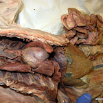 cat_thoracic_cavity.JPG