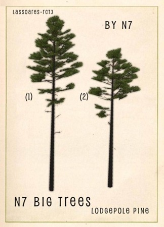 n7 Big Trees - Lodgepole Pine Group (n7) lassoares-rct3