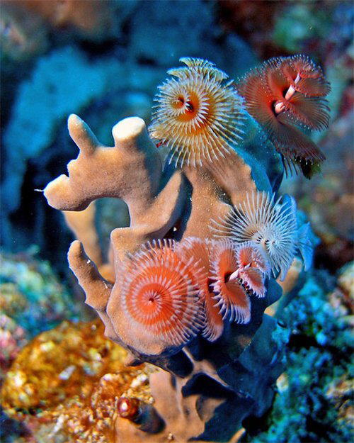 Strange Sea Creatures