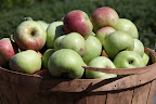 These apples look perfectly ripe and delicious.