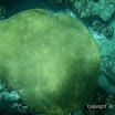  Snorkel Buck Island Reef 