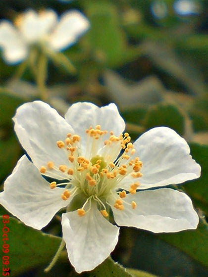 Strawberry Tree or Ceri (Muntingia calabura) flower_2