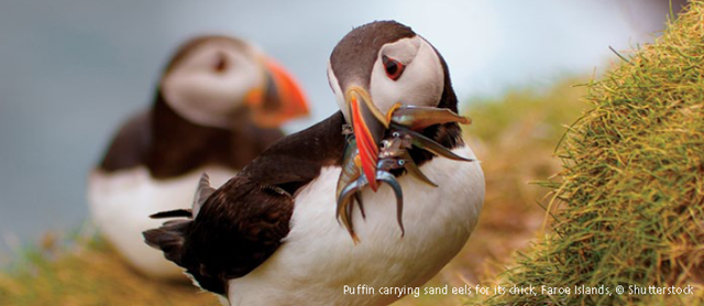 Puffin carrying sand eels for its chick, Faroe Islands. Shutterstock via oceanconservationscience.org
