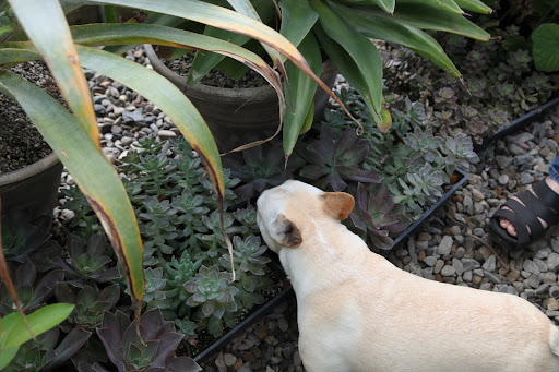 And there are more succulents down here - I remember when these were rooted over the winter by Martha and Shaun.