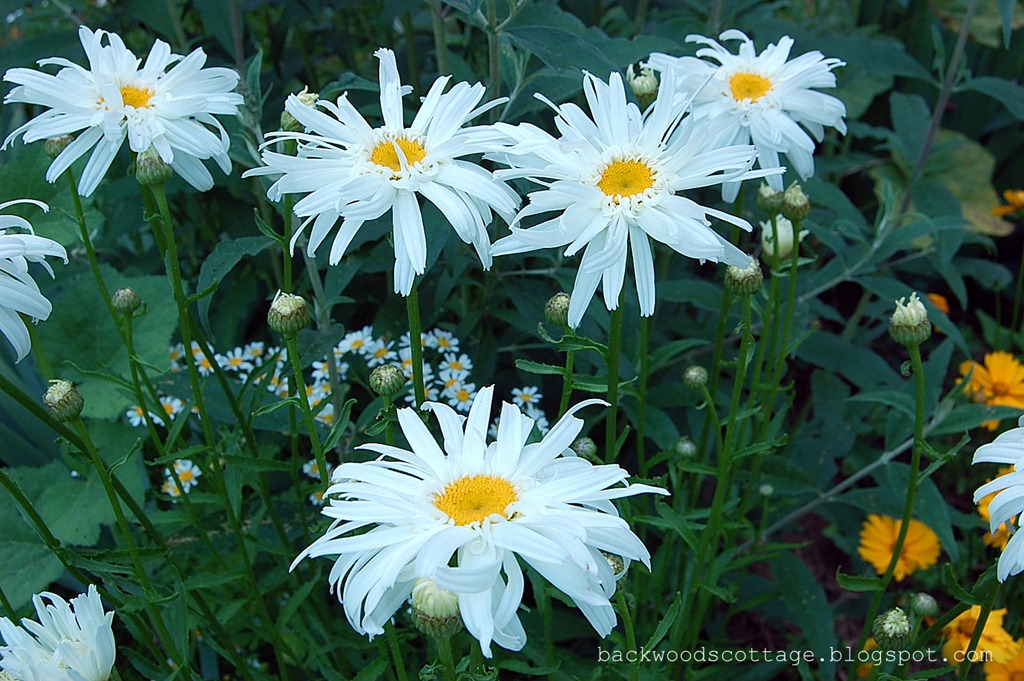 [crazydaisy2%255B4%255D.jpg]
