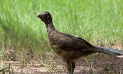 Plain Chachalaca BSP