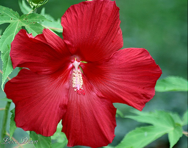 [Hibiscus_LordBaltimore3%255B9%255D.jpg]