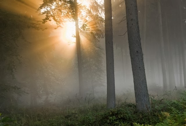 [morningForest2.jpg]