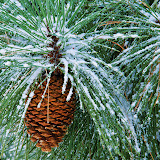 Navidad%2520Fondos%2520Wallpaper%2520%2520454.jpg