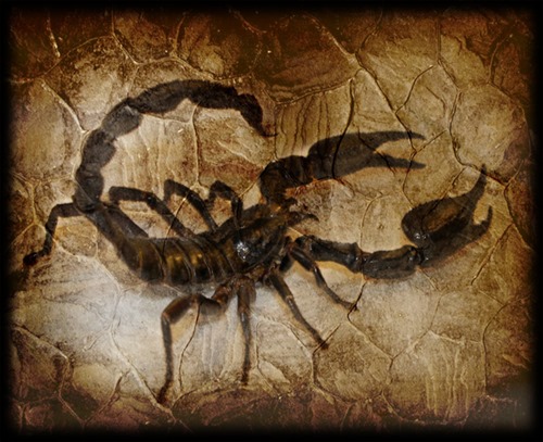 escorpion