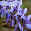 Wisteria